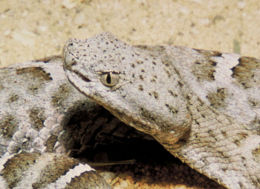 The pit organ is clearly visible between the eye and the nostril of this New Mexico ridge-nosed rattlesnake, Crotalus willardi obscurus.
