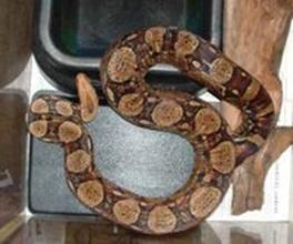 Colombian Boa Constrictor, Boa constrictor imperator